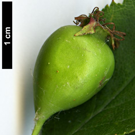 High resolution image: Family: Rosaceae - Genus: Crataegus - Taxon: intricata - SpeciesSub: var. rubella